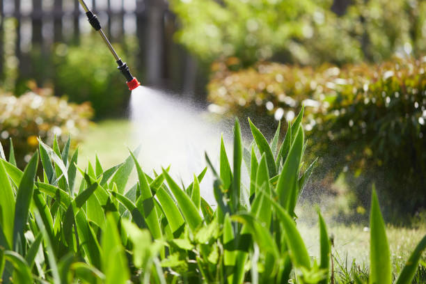 24/7 Emergency Termite Control experts in Piñon Hills, CA